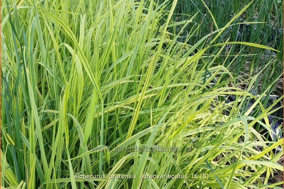 Alopecurus pratensis 'Aureovariegatus'