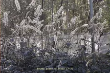 Actaea 'Queen of Sheba'