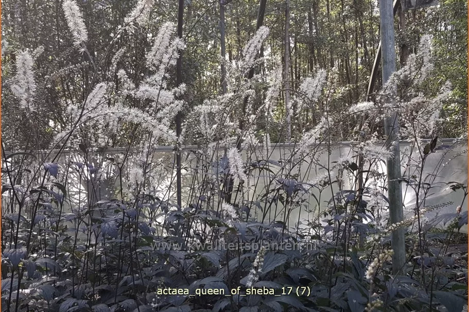 Actaea 'Queen of Sheba'