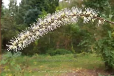 Actaea 'Queen of Sheba'