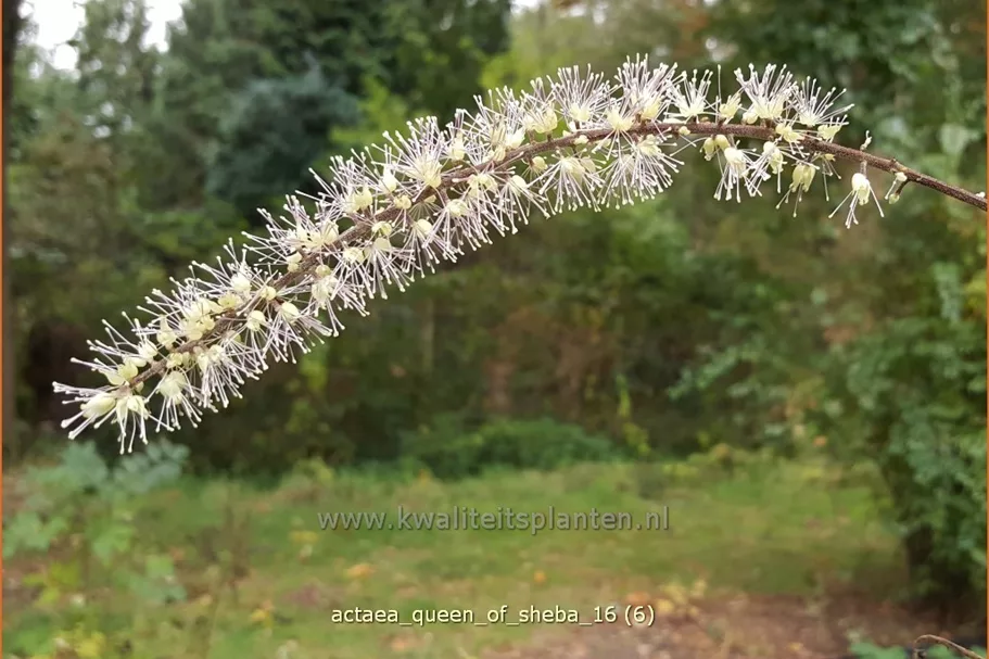 Actaea 'Queen of Sheba'
