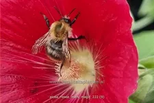 Alcea rosea 'Mars Magic'