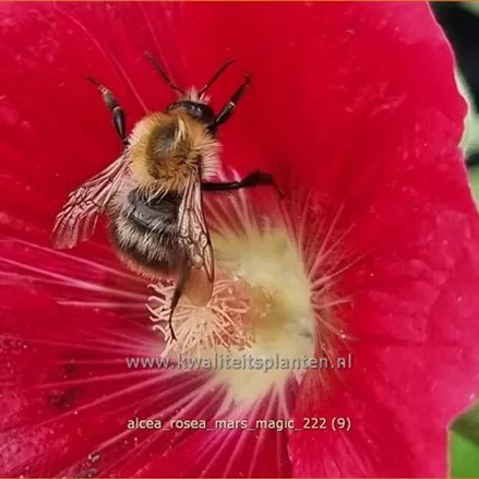Alcea rosea 'Mars Magic'