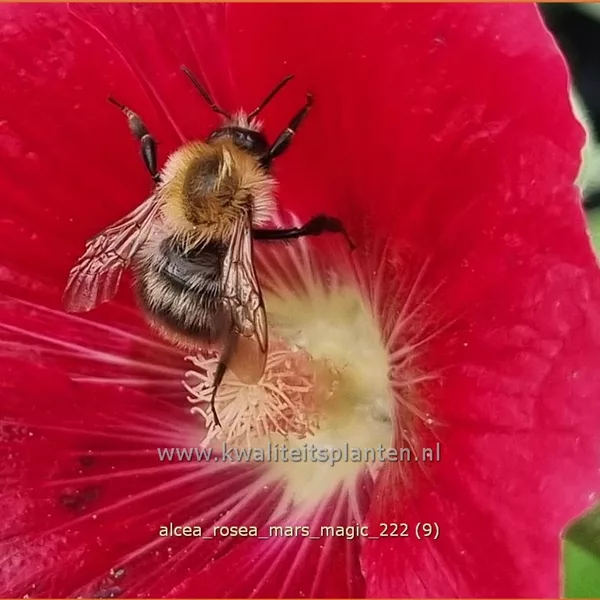 Alcea rosea 'Mars Magic'