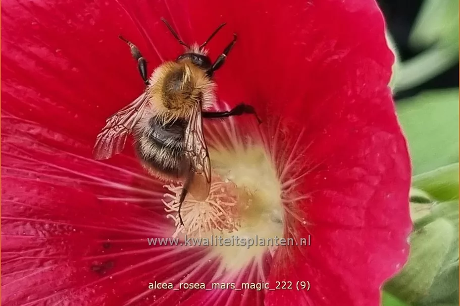 Alcea rosea 'Mars Magic'