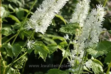 Actaea simplex 'White Pearl'