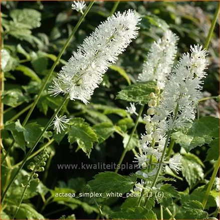 Actaea simplex 'White Pearl'