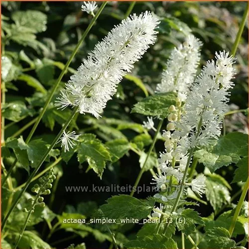 Actaea simplex 'White Pearl'