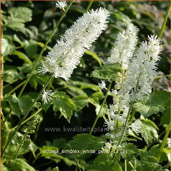 Actaea simplex 'White Pearl'