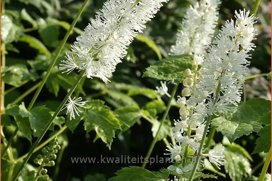 Actaea simplex 'White Pearl'