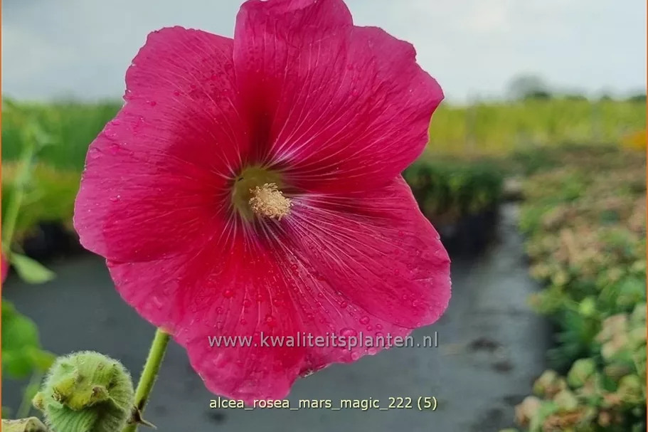 Alcea rosea 'Mars Magic'