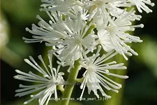 Actaea simplex 'White Pearl'
