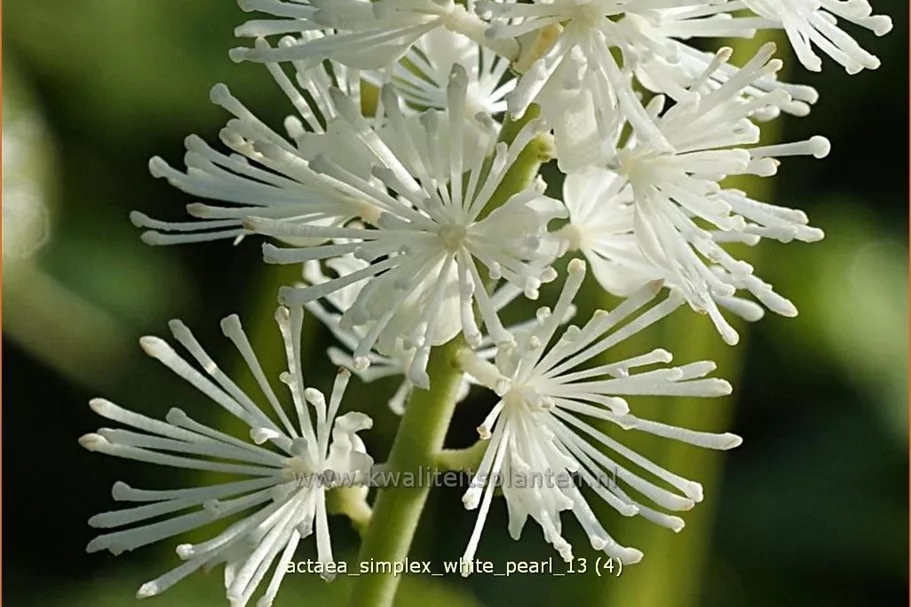 Actaea simplex 'White Pearl'