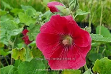 Alcea rosea 'Mars Magic'