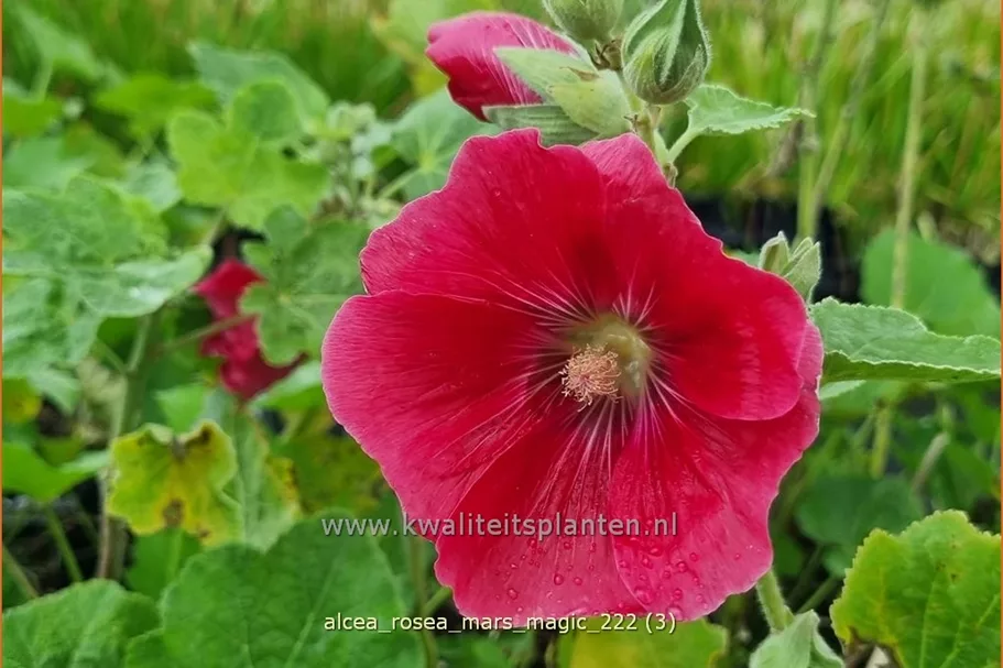 Alcea rosea 'Mars Magic'