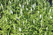 Actaea simplex 'White Pearl'