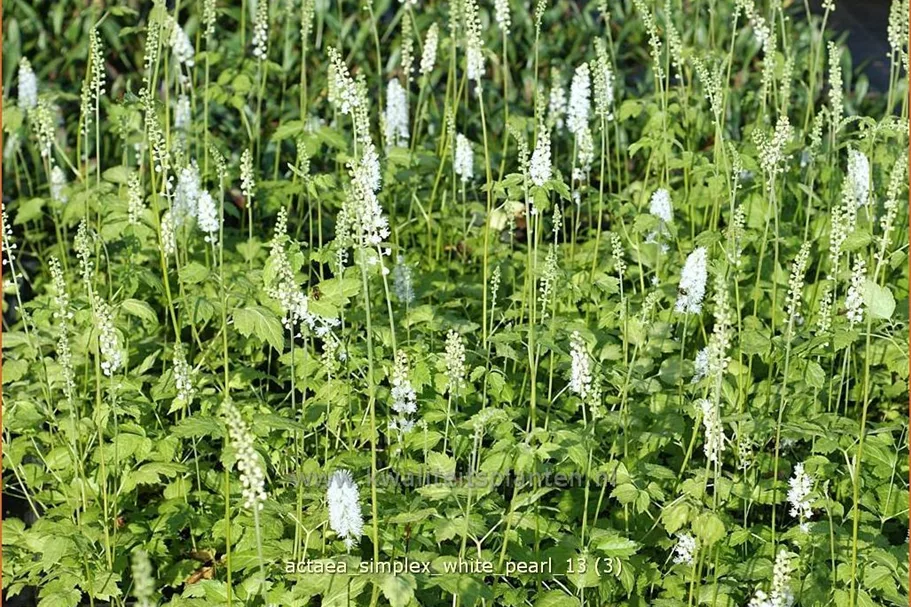 Actaea simplex 'White Pearl'