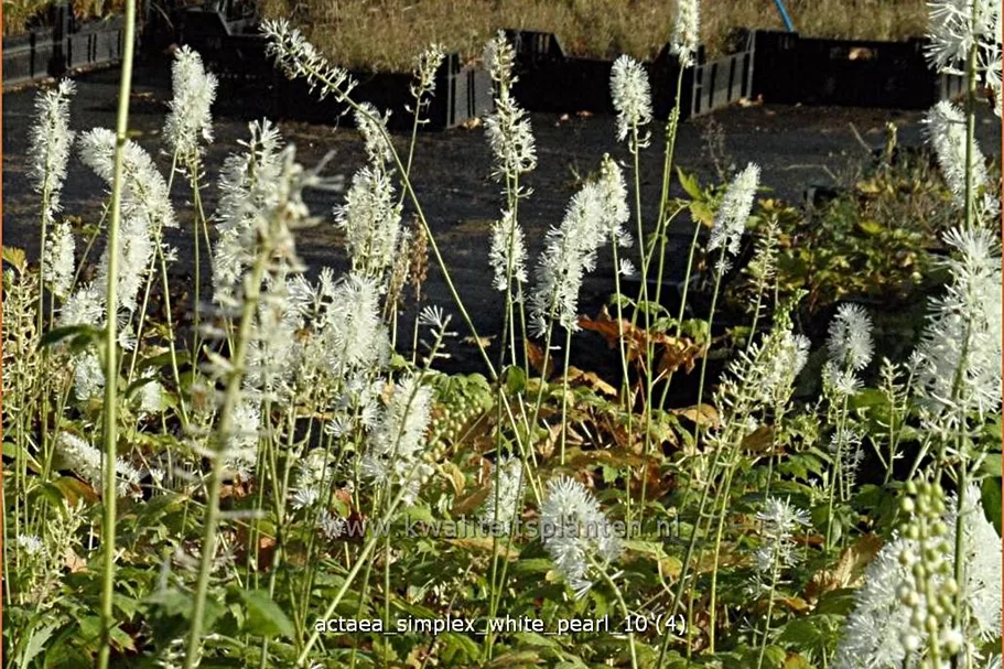 Actaea simplex 'White Pearl'