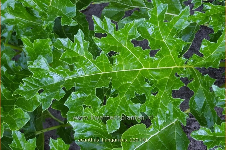 Acanthus hungaricus