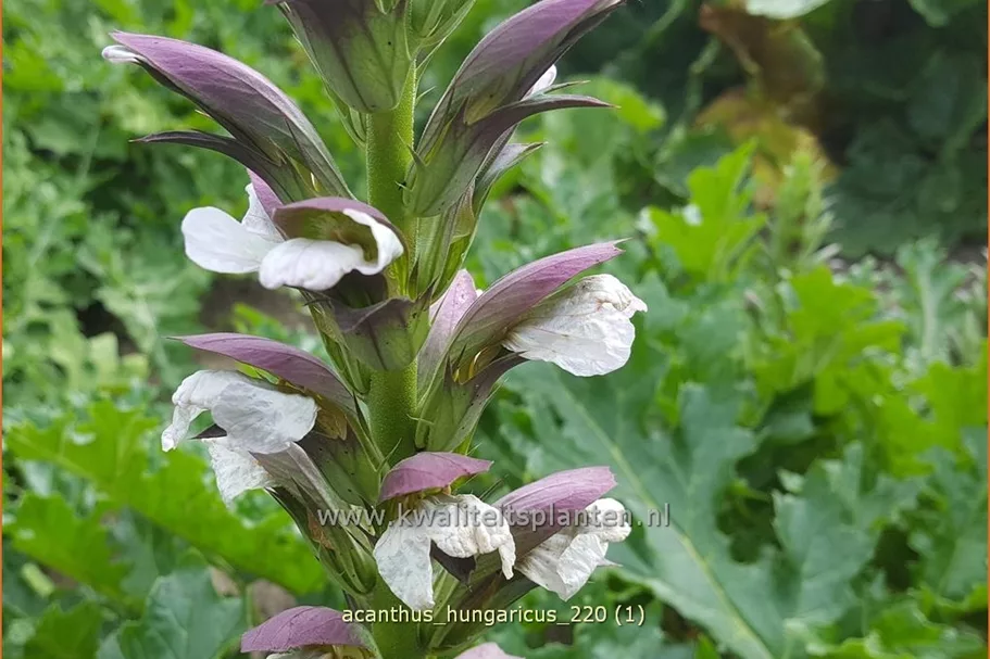 Acanthus hungaricus