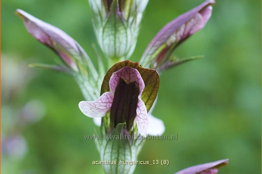 Acanthus hungaricus
