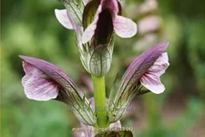 Acanthus hungaricus