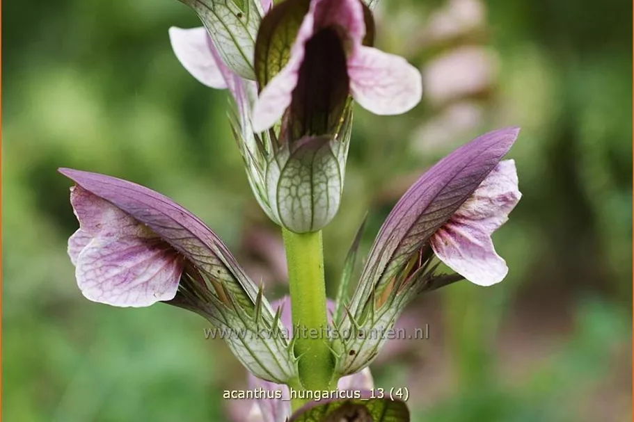 Acanthus hungaricus