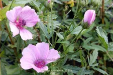Althaea cannabina Staude im 9x9 cm Vierecktopf
