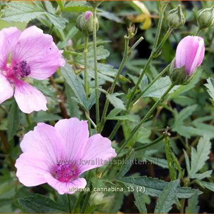 Althaea cannabina