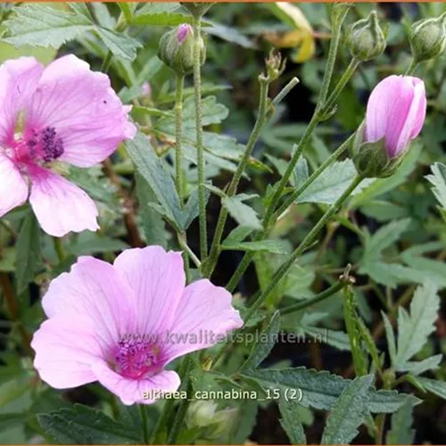 Althaea cannabina