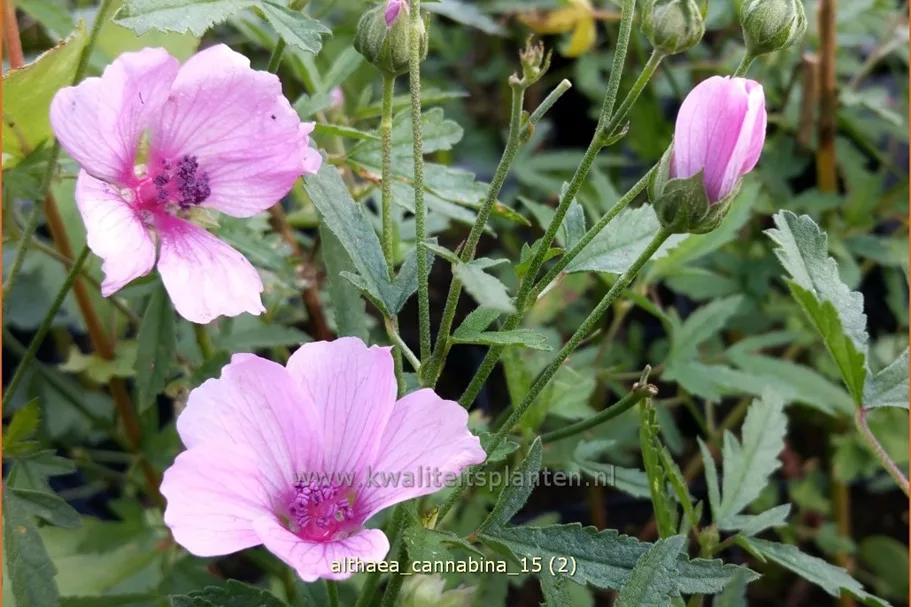 Althaea cannabina Staude im 9x9 cm Vierecktopf