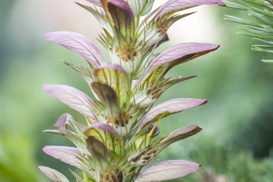 Acanthus hungaricus
