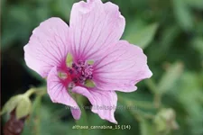 Althaea cannabina Staude im 9x9 cm Vierecktopf