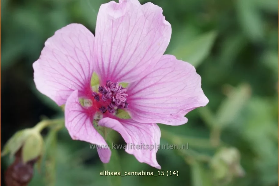 Althaea cannabina Staude im 9x9 cm Vierecktopf