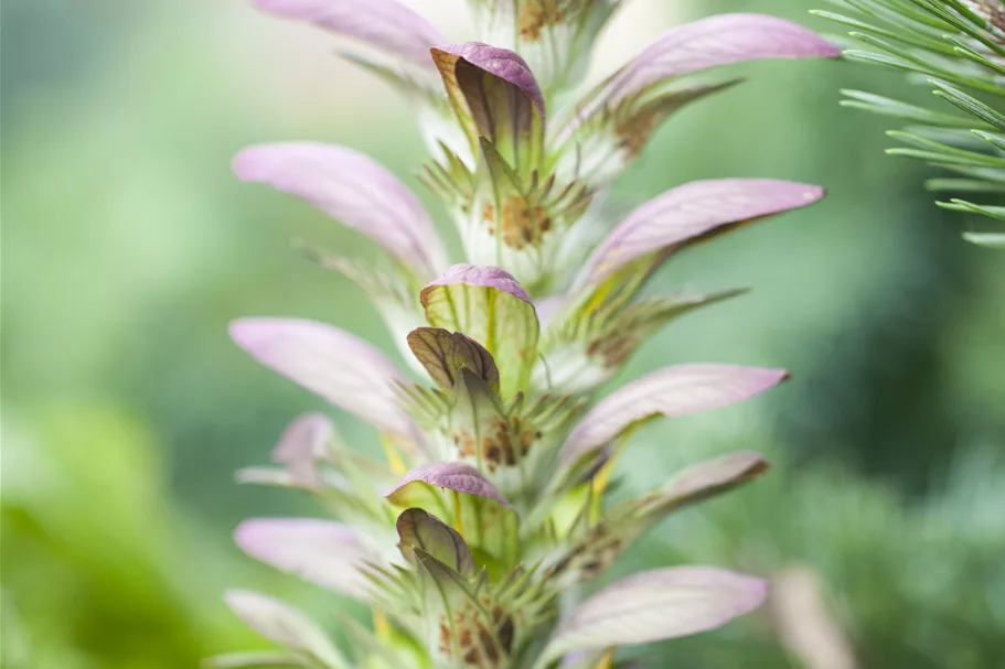 Acanthus hungaricus