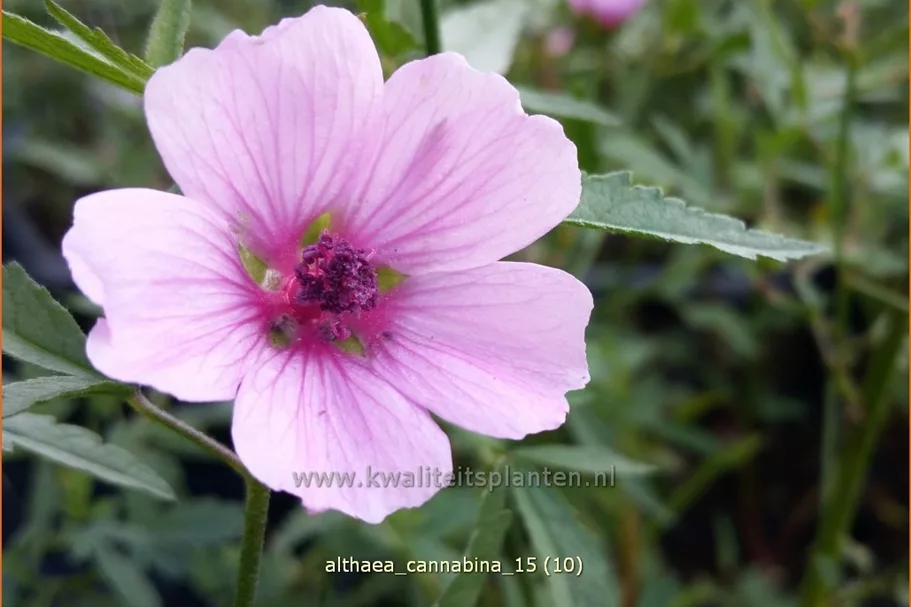 Althaea cannabina Staude im 9x9 cm Vierecktopf