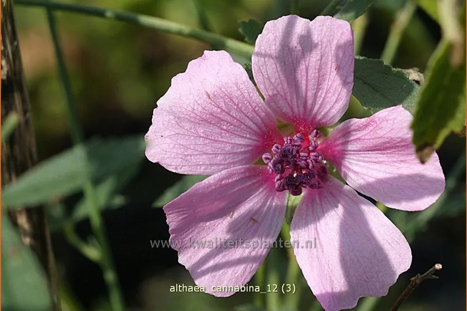 Althaea cannabina Staude im 9x9 cm Vierecktopf