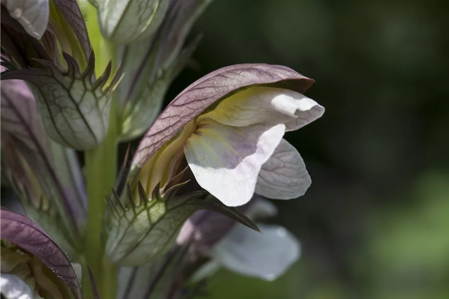 Acanthus hungaricus