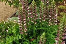Acanthus hungaricus