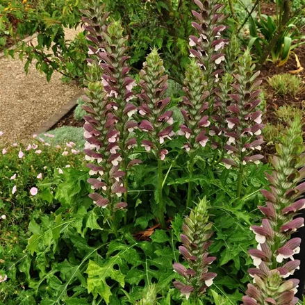Acanthus hungaricus