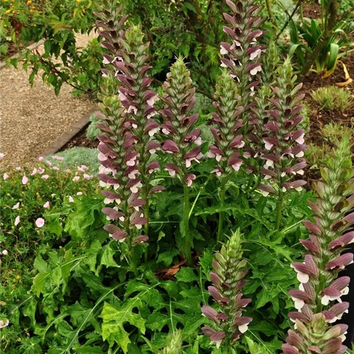 Acanthus hungaricus