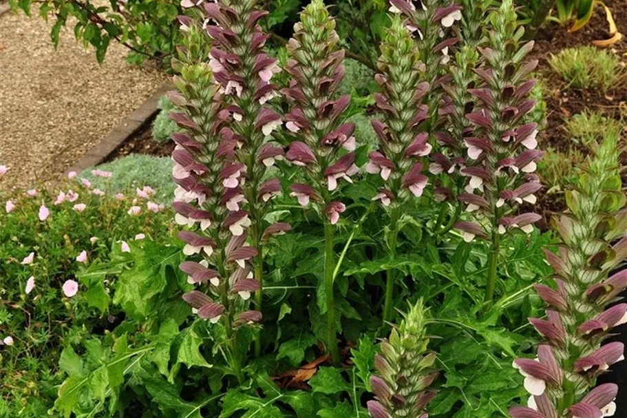Acanthus hungaricus