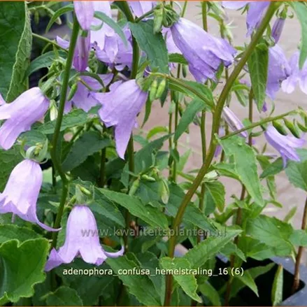 Adenophora confusa 'Hemelstraling'