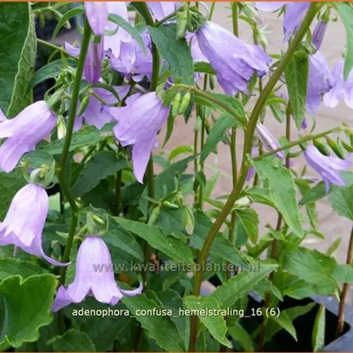 Adenophora confusa 'Hemelstraling'