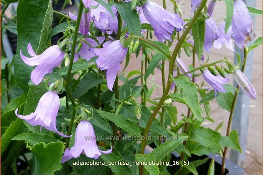 Adenophora confusa 'Hemelstraling'