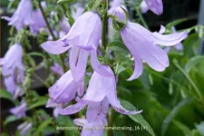 Adenophora confusa 'Hemelstraling'