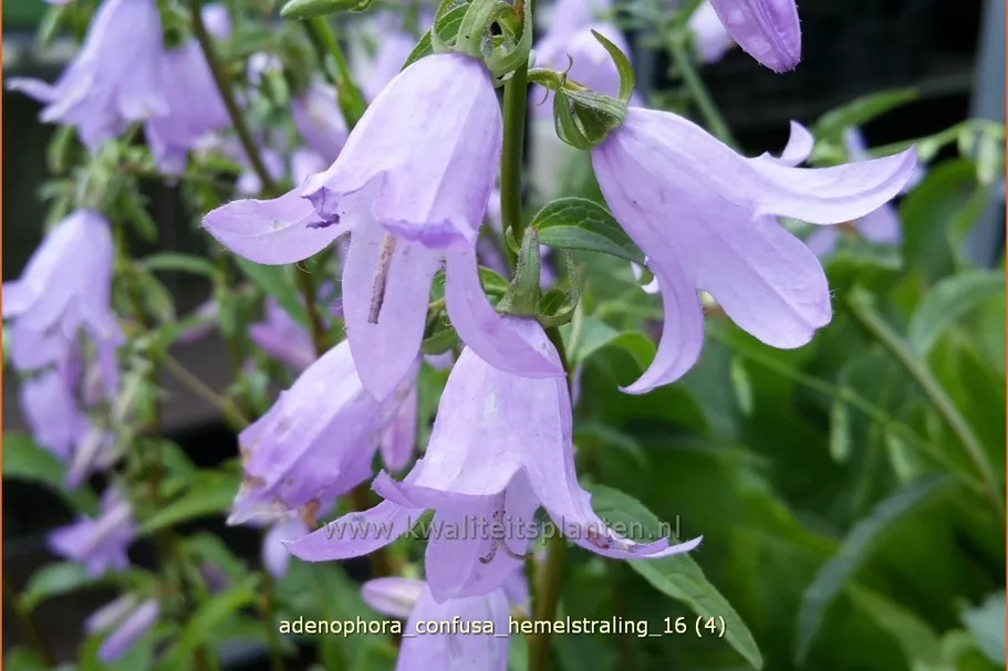 Adenophora confusa 'Hemelstraling'
