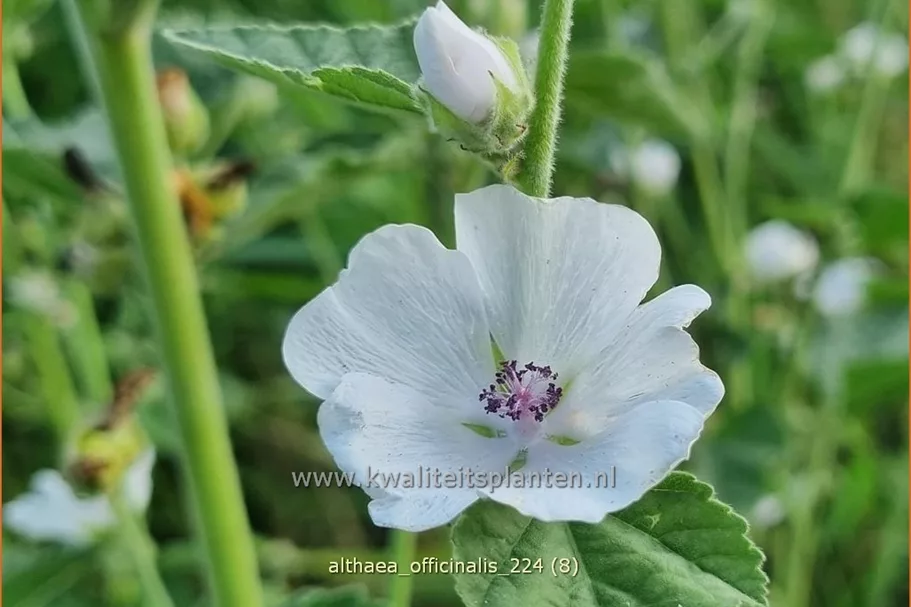 Althaea officinalis