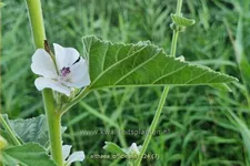 Althaea officinalis