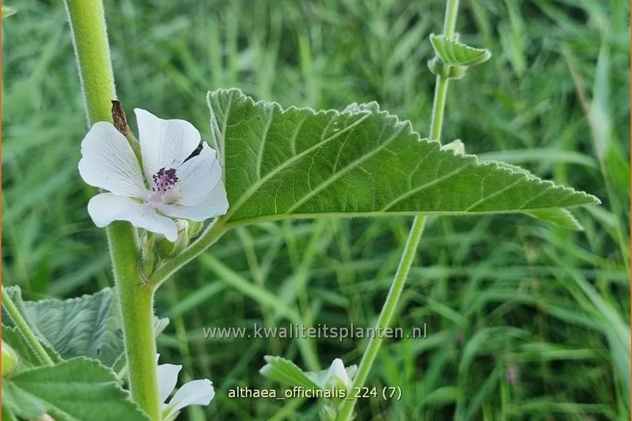 Althaea officinalis